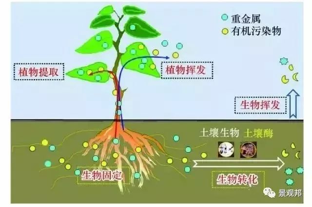 客厅灯形状的风水禁忌_客厅灯 风水_客厅荷花灯风水