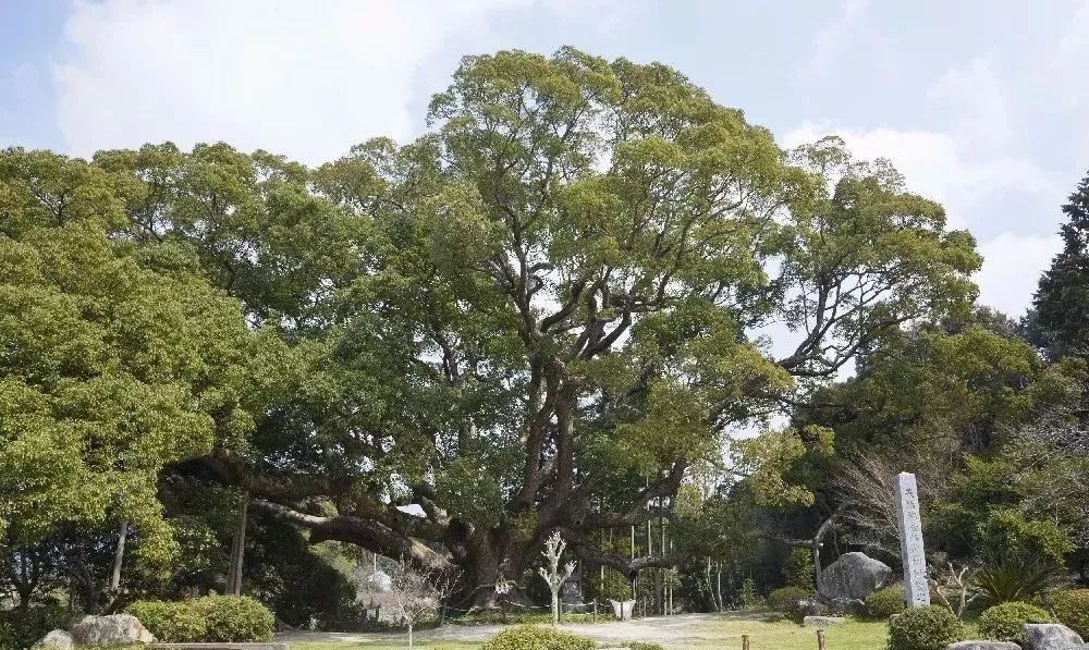 客厅装吊扇灯风水_客厅灯的风水禁忌_客厅荷花灯风水