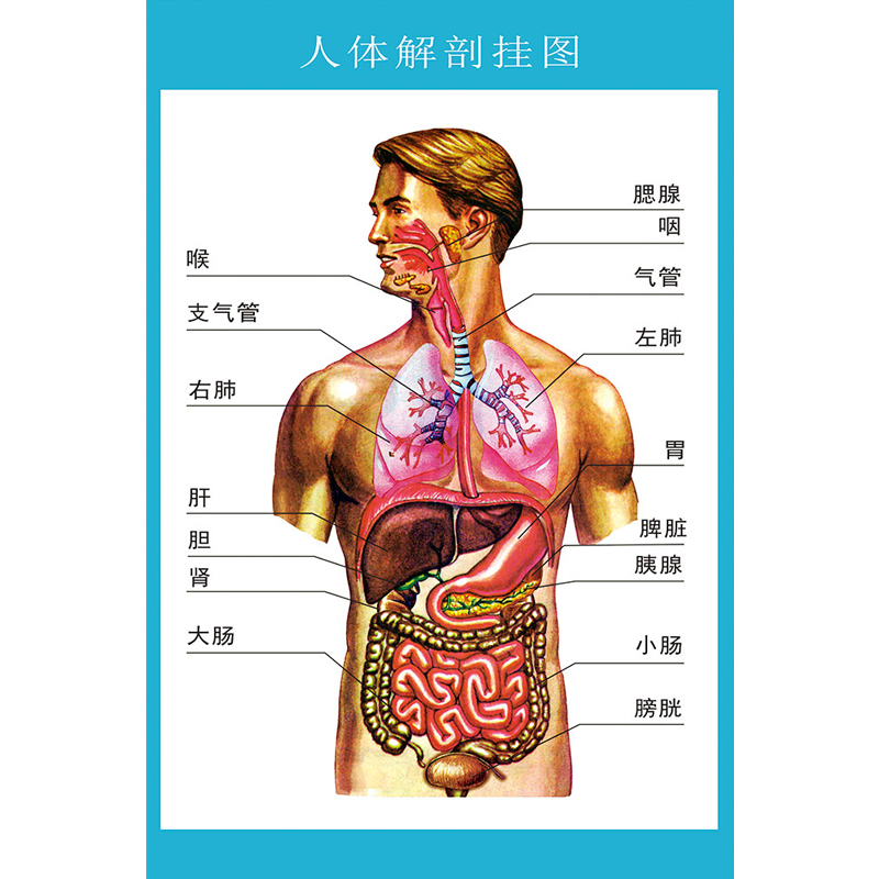 图说相学 五脏图解：人体内脏位置一览