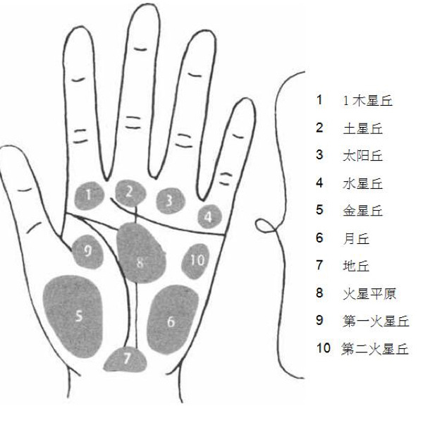 手相图解掌中有丘_手相中的丘_手相掌丘的分类图解