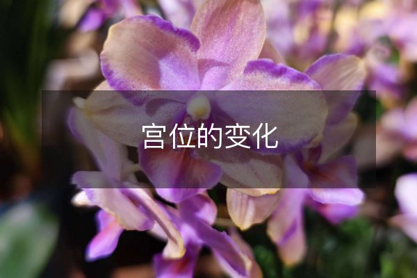 风水堂：紫微命盘解析