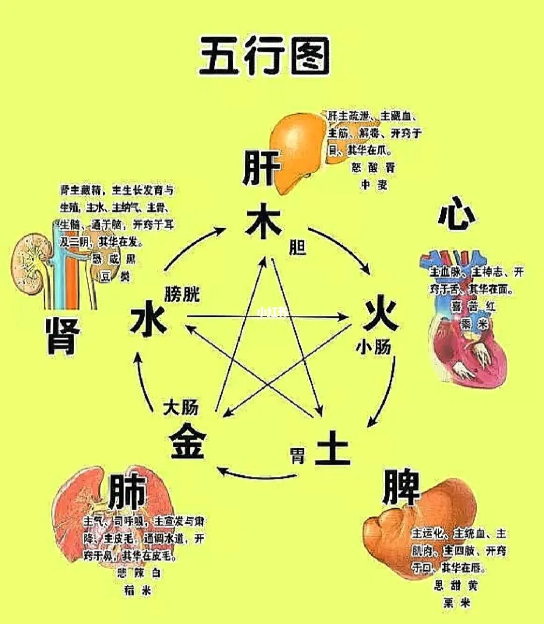 五行和谐与否直关身体运营，你玩命工作它就得玩命储血