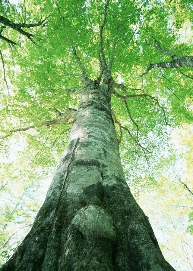 驼峰鼻面相图解_驼峰鼻看相_面相驼峰鼻子看相大全